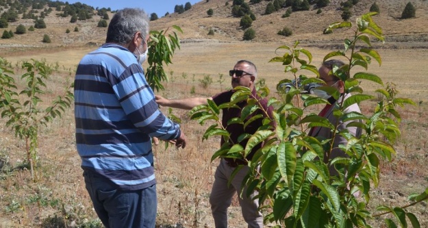 Niğde'de Eylül Ayında Kiraz Hasat Edilecek