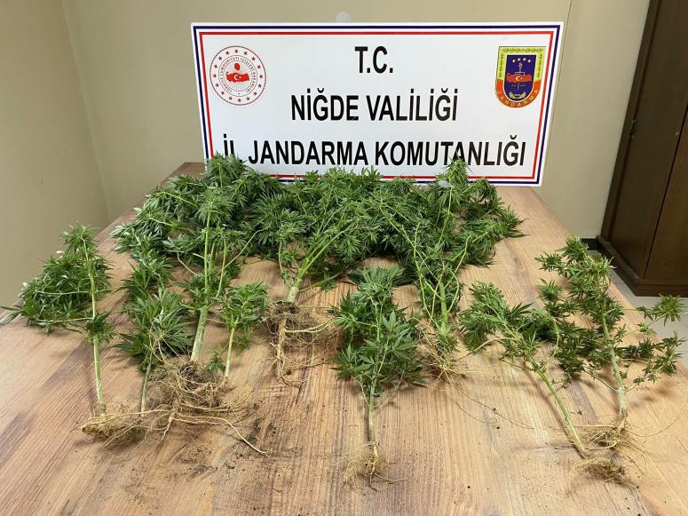 Güllüce Köyünde 28 kök kenevir ele geçirildi