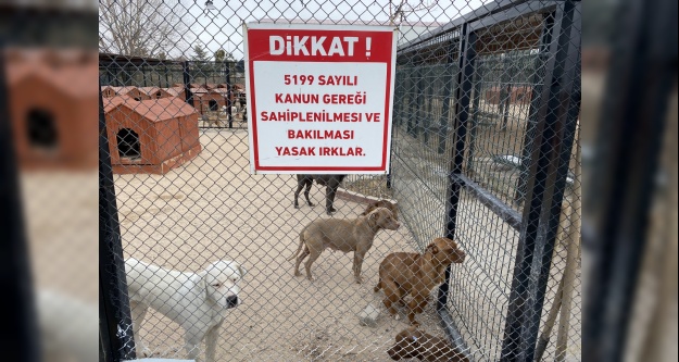 Hayvan barınağı  yasaklı köpek ırkları ile doldu