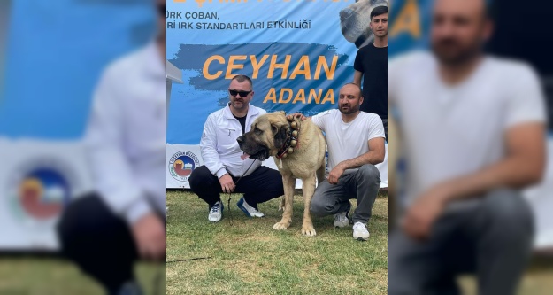 Türkiye'nin en iyi Anadolu Malakli Katagorisinde 1ci Çoban Köpeği Niğde'den