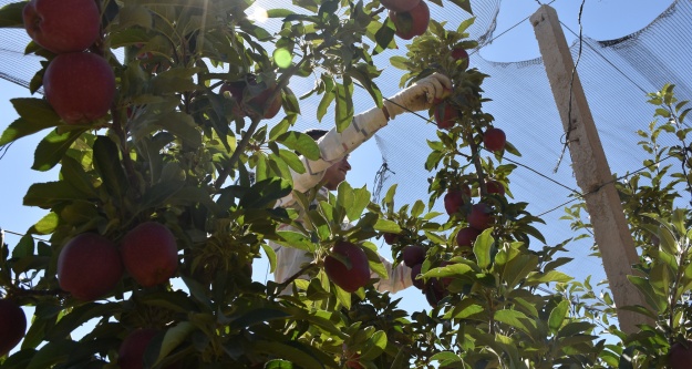 Niğde'de bu yıl 650 bin ton elma rekoltesi bekleniyor