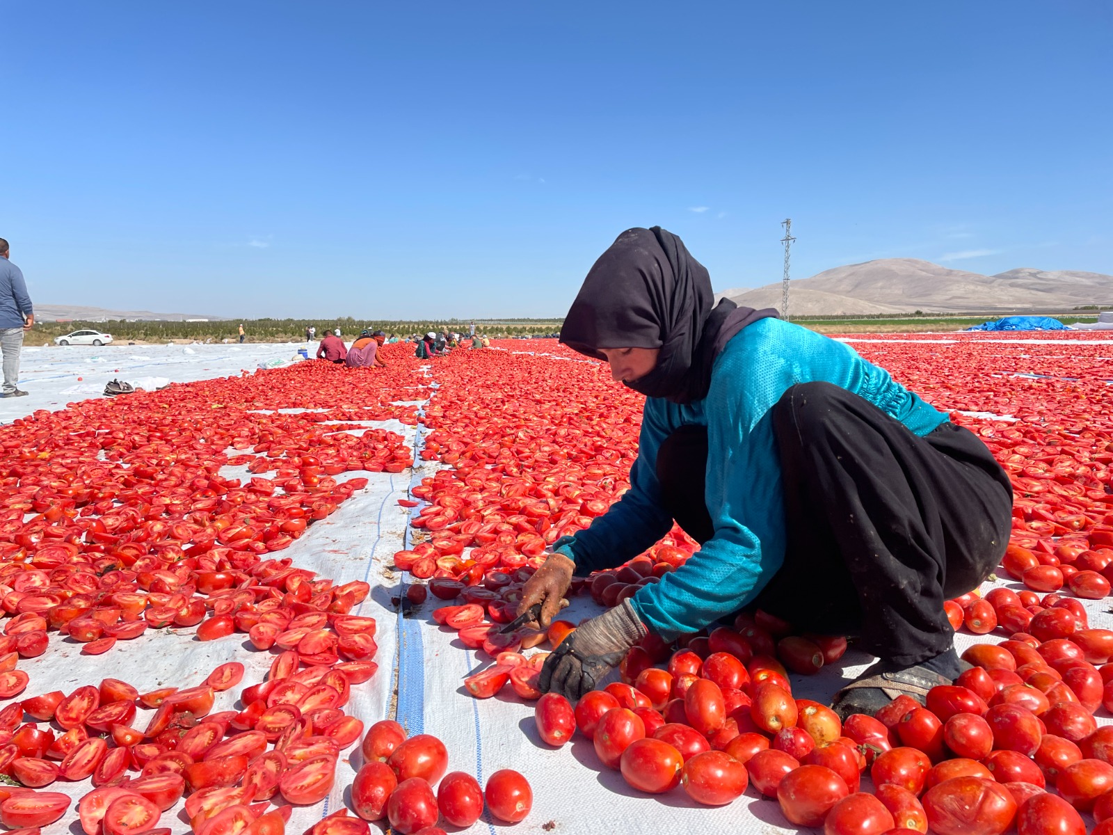 Kurutulan domatesler, Avrupa ülkeleri ihraç ediliyor