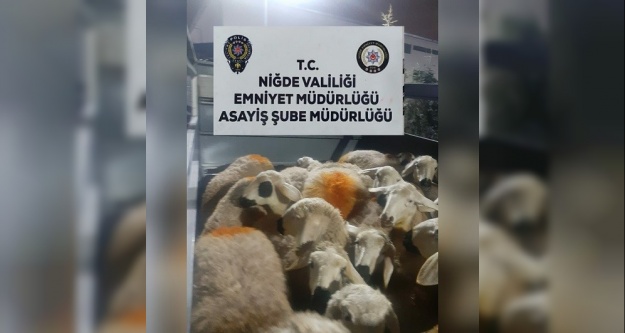 Ağıldan 22 koyunu çalan hırsızlar yakalandı
