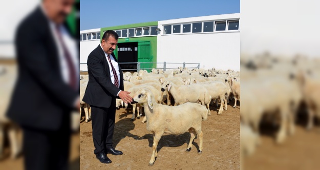 Çelik; ' Türkiye'nin Yüzyılında küçükbaşı atağa geçirecek hamleler yapılmalı ”
