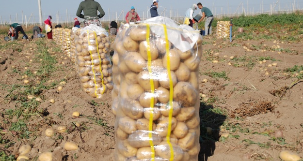 Patateste İhracat yasağı kaldırıldı