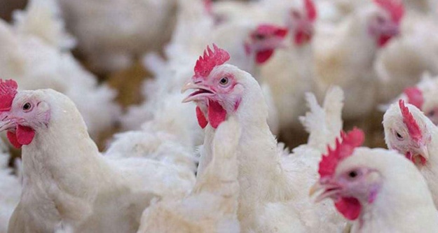 Kümes hayvancılığı üretimi, şubatta azaldı
