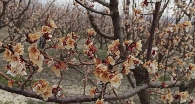 Niğde'de kayısı ağaçlarını don vurdu
