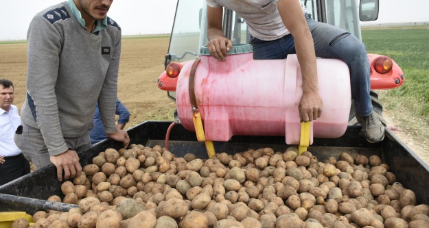 Patates ekim sezonu başladı