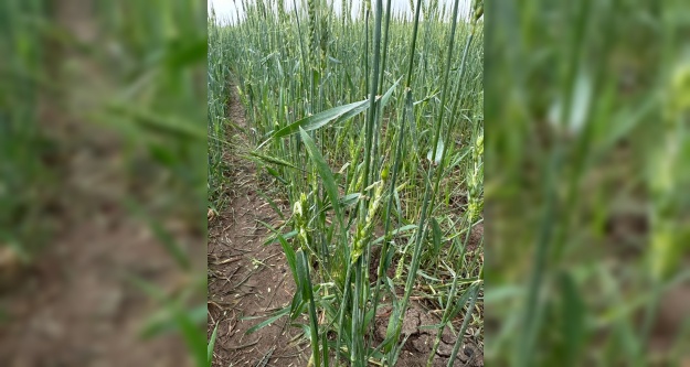 Niğde'de dolu Arpa ve Fasulye ekili arazilere zarar verdi