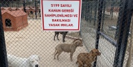 Hayvan barınağı  yasaklı köpek ırkları ile doldu