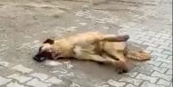 Haçiko’dan sokak hayvanlarının zehirlenmesiyle ilgili suç duyurusu