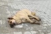 Haçiko’dan sokak hayvanlarının zehirlenmesiyle ilgili suç duyurusu