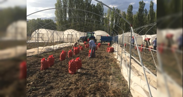 Niğde'de Yerli Çeşidin Hasadına Başlandı