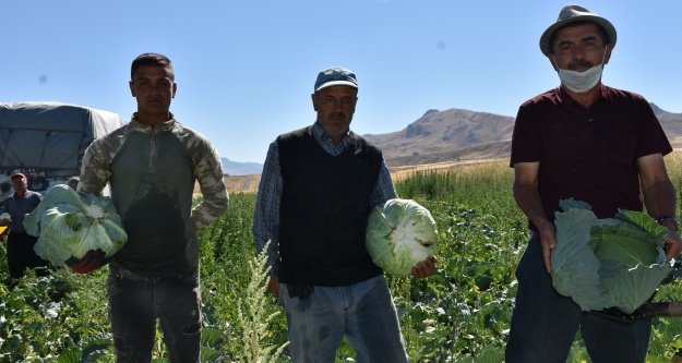 Niğde'de Lahana hasadı başladı