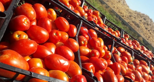 Niğde'den Suriye'ye domates ihracatı
