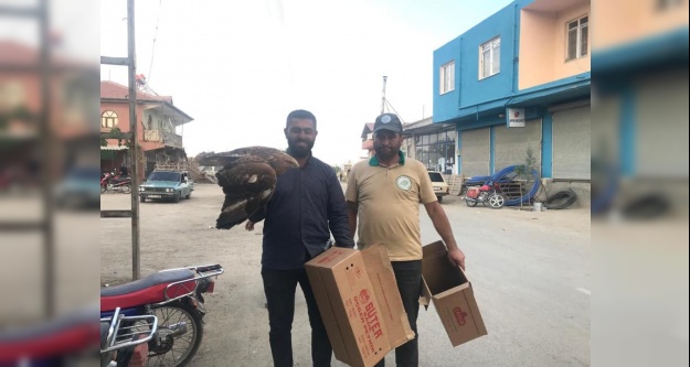 Bakıma muhtaç halde bulunan Kızılşahin tedaviye alındı