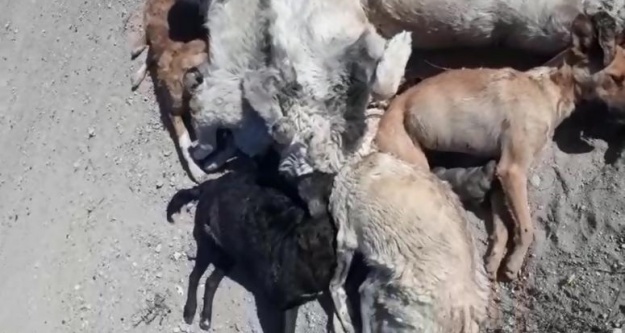 20'ye yakın köpeği öldürmüşler