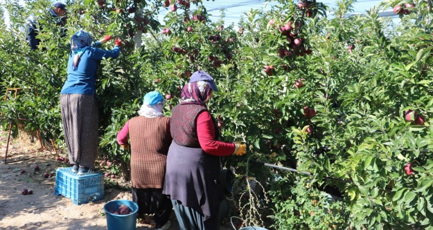 Niğde'de tarlada 1 lira 50  kuruşa satılan elma markette 10 liraya satılıyor