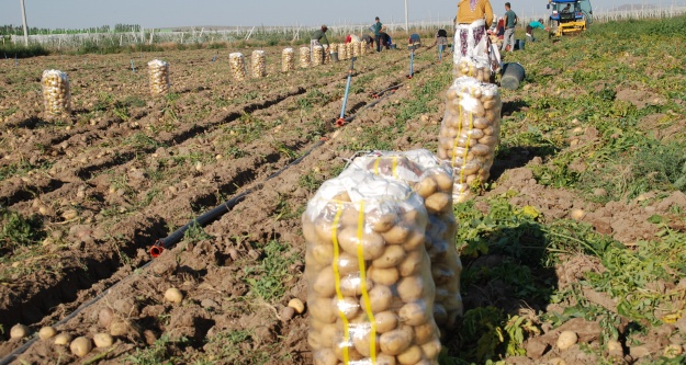 26 İlde Patates Karantina Tedbirleri Uygulanıyor