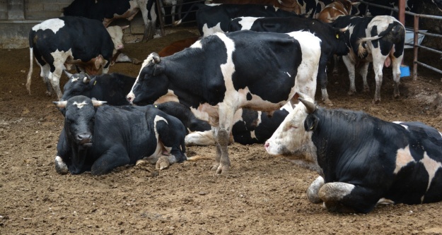Niğde'de kurban satışları başladı
