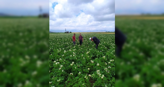 Ziraat mühendisleri arazide çiftçileri bilgilendiriyor