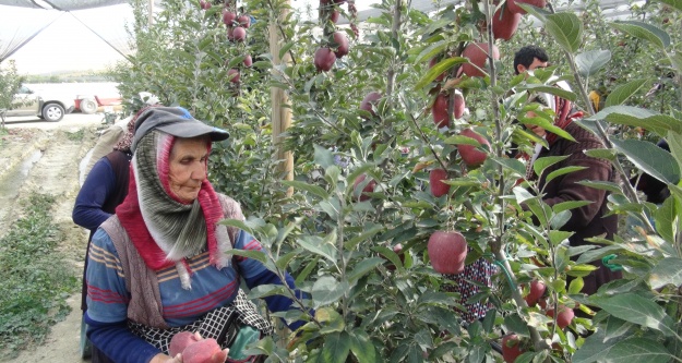 En güzel elma Niğde'de  üretiliyor… Bu yıl  650 bin ton elma rekoltesi bekleniyor