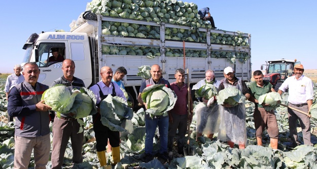 Niğde'de 130 bin ton lahana rekoltesi bekleniyor