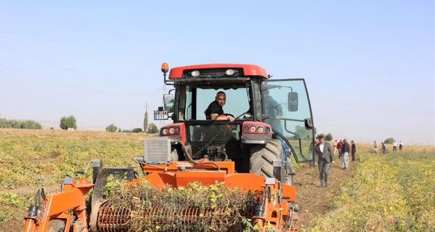 Vali Koç, Traktöre binerek barbunya hasadı yaptı