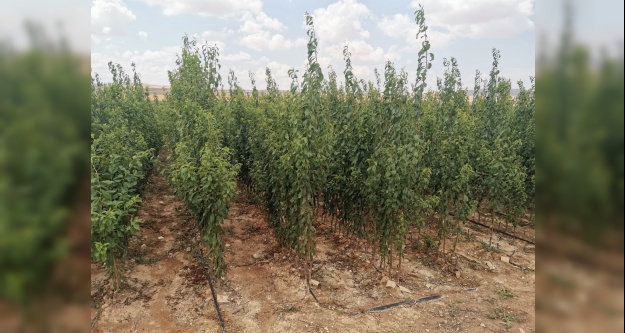 Niğde'de Yetiştirilen Elma Fidanları Yurt Dışına Satılıyor