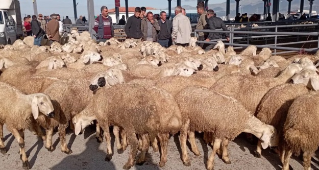 Bayrama az kaldı, Kurbanlıklar pazara indi