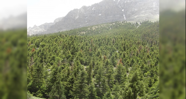 Emli Vadisine 12 Adet Feromon Tuzağı Kuruldu