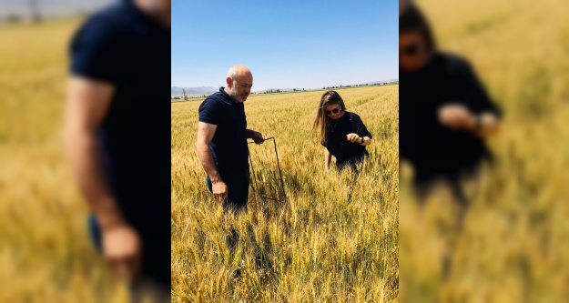 1000 dekar alanda sertifikalı buğday tohumu üretiliyor