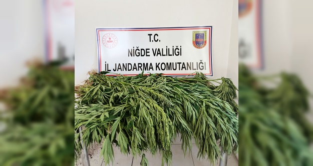 Çamardı ilçesinde kenevir operasyonu!