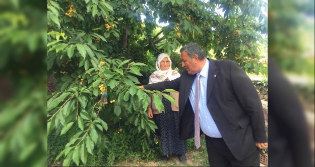 Gürer, 'Kiraz üreticilerine acil destek şart”