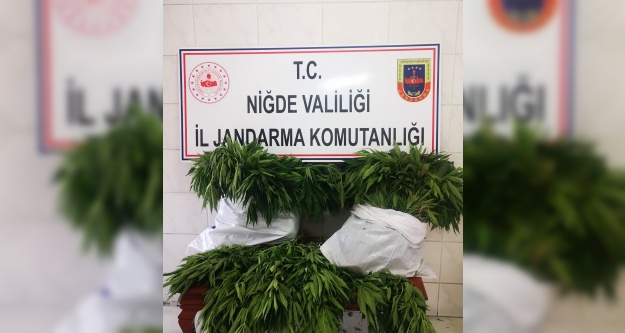Niğde'de 511 kök kenevir bitkisi ele geçirildi