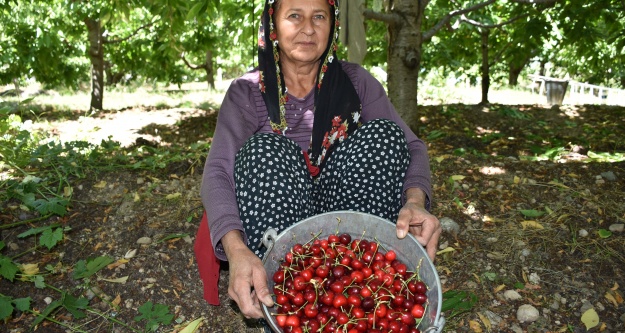 Niğde'de kiraz hasadı başladı