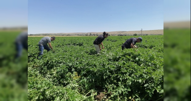 Patates tarlalarında hastalıklara karşı denetim