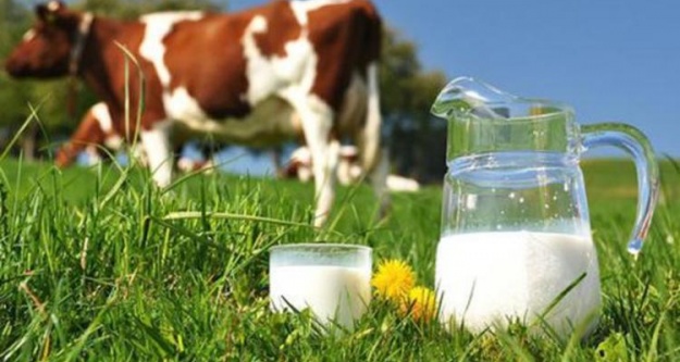 Süt üretimi mayısta yüzde 11 azaldı