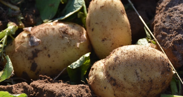 Turfanda patates hasadına başlanıldı