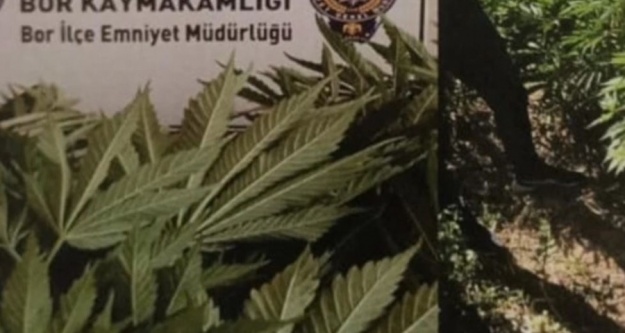 Bor'da mısır tarlasında kenevir ele geçirildi!