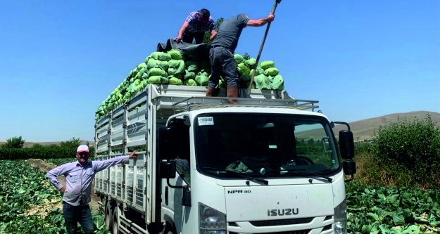 Hüsniye lahanası ‘Avrupa Pazarında