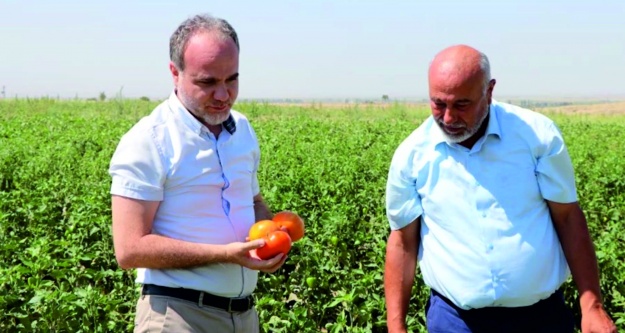 Niğde'de 950 dönüm atıl arazi üretime kazandırıldı