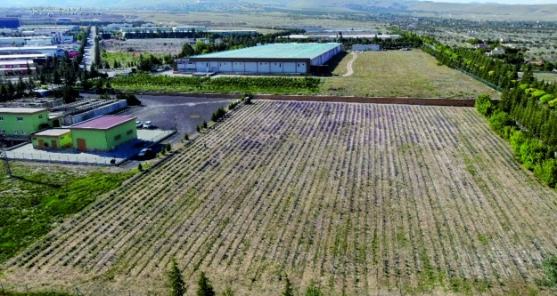 Niğde Organize Sanayi lavanta kokuyor
