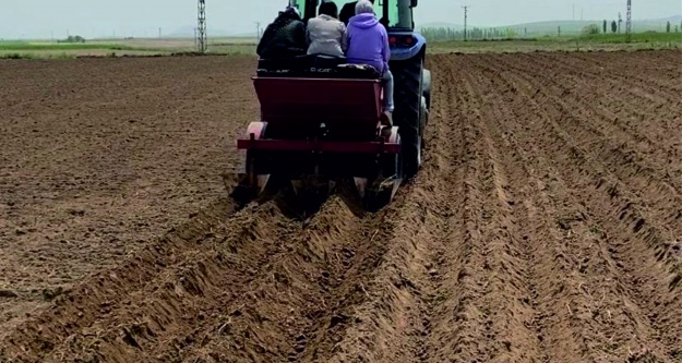 Niğde'nin yerli patatesleri komşuda toprakla buluştu