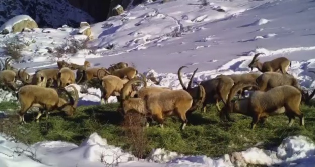 Yaban hayvanları için yemleme çalışması başladı