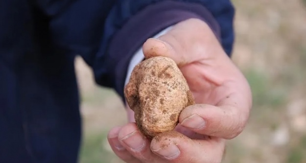Niğde'de domalan mantarı sezonu başladı