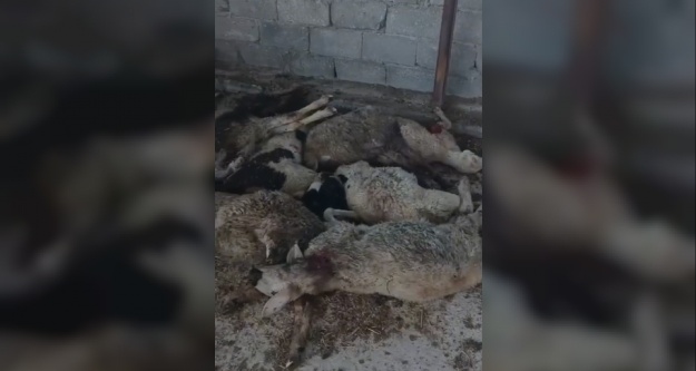 Aç Kurt 9 Kuzuyu Telef Etti 7'sini yaraladı