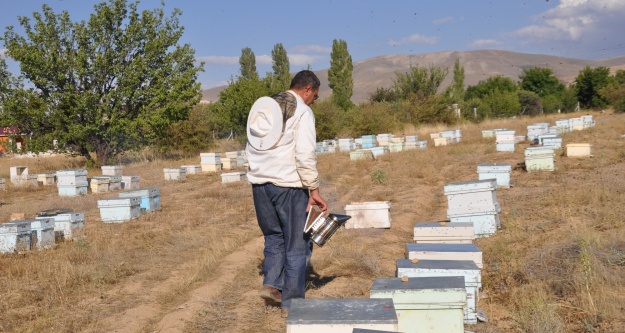 Niğde'de Arıların 'Oğul Verme' Oranı Arttı