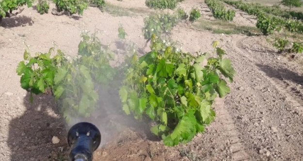 Niğde'de üzüm yetiştiricilerine önemli uyarı
