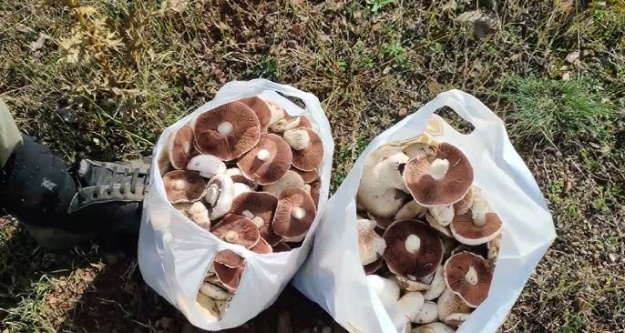 Baharın Gelişiyle Mantar Sezonu Başladı